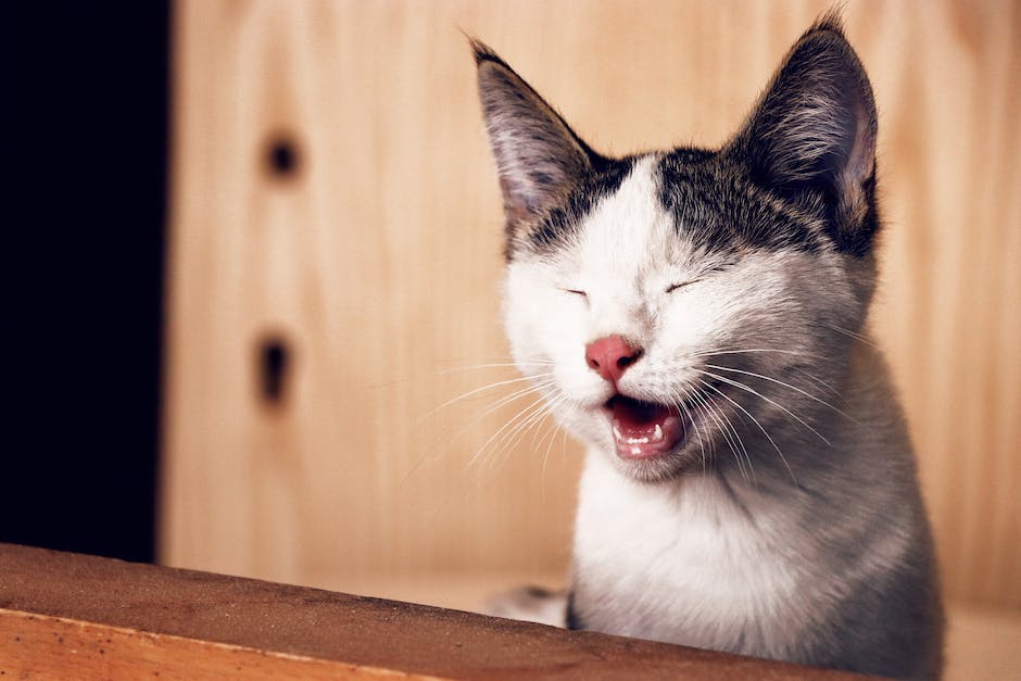 Katze beißt Haare warum